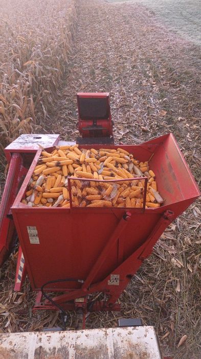 Vând porumb stiuleți/boabe