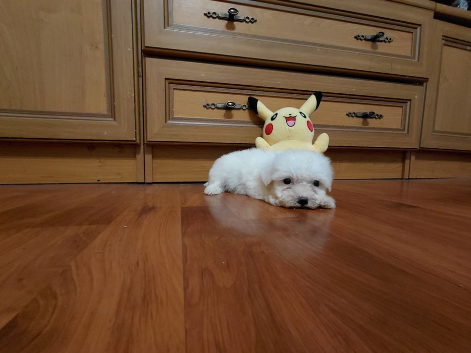 Bichon maltez , baietel