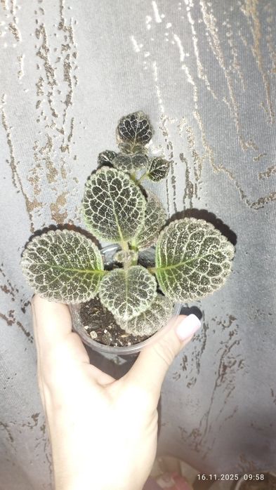 Продаются эписции шикарные