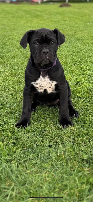 Femela cane corso