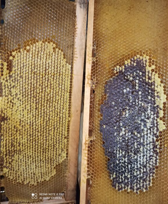 MIERE producție proprie