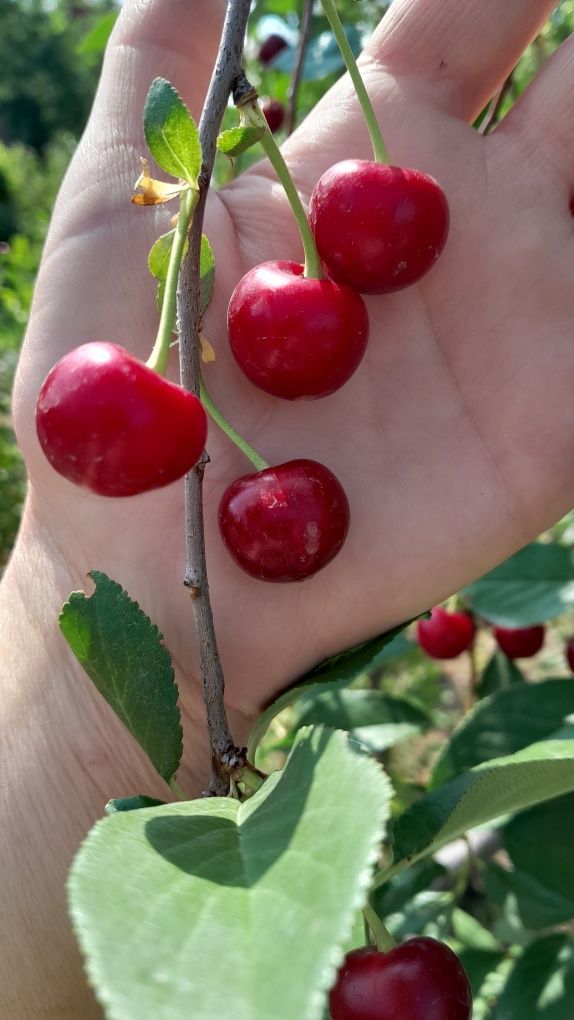 Продам вишню со своего сада