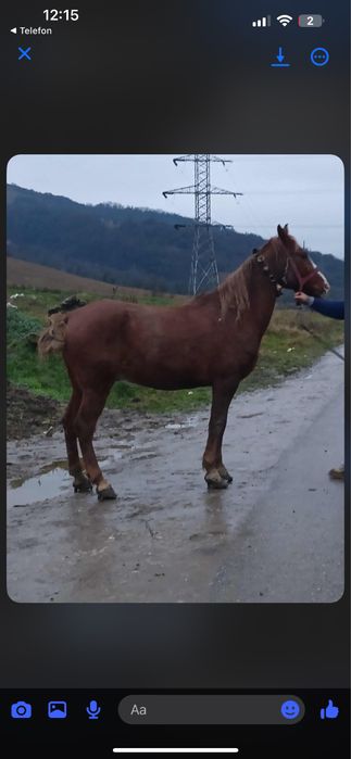 De vanzare cal de 7 ani