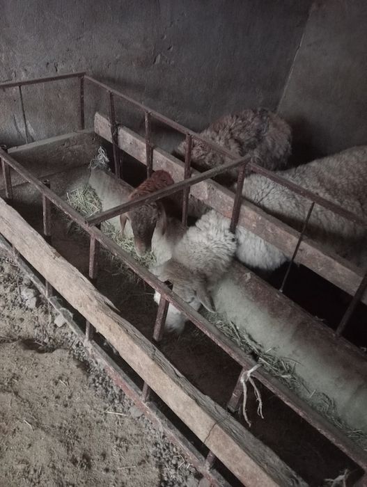 Қой ешкі сатылады