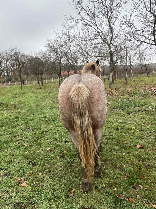 Vând iapă de 4 anii