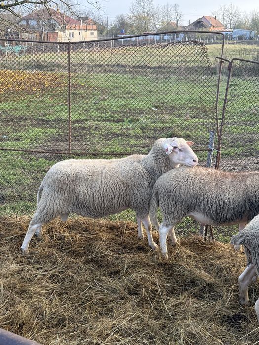 Berbec mior rasa friz german