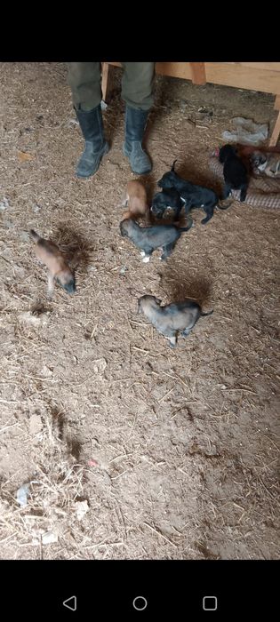 Құмай тазы кумай тазы күшіктері щенки