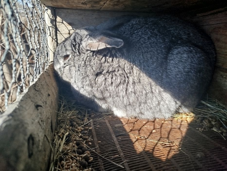 Продам кроликов,