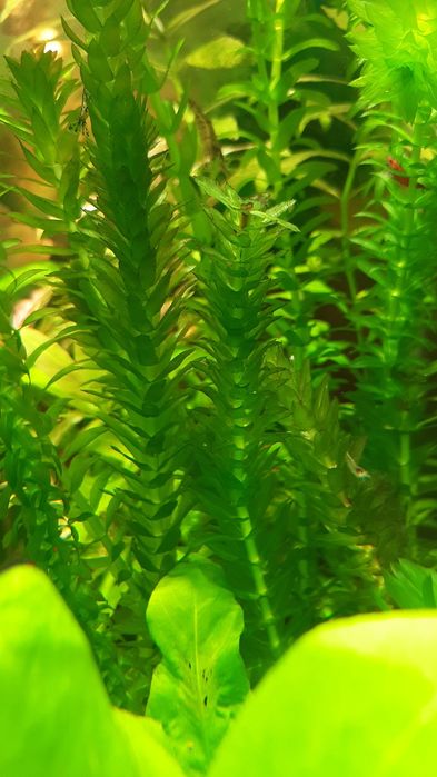 Разного вида аквариумные растения