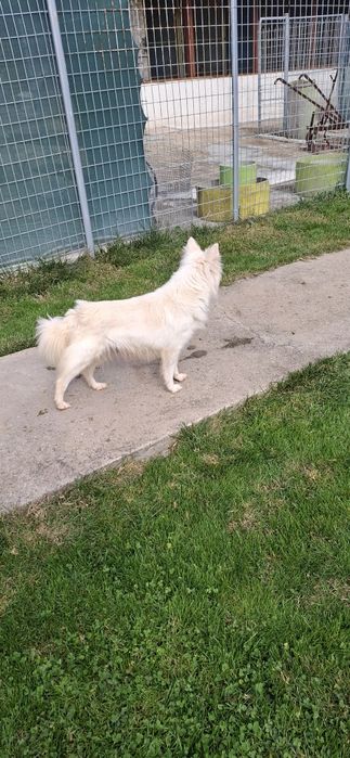 Подарявам немски шпиц