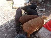 Продам гисарских овце-маток, кочкара и ягнят