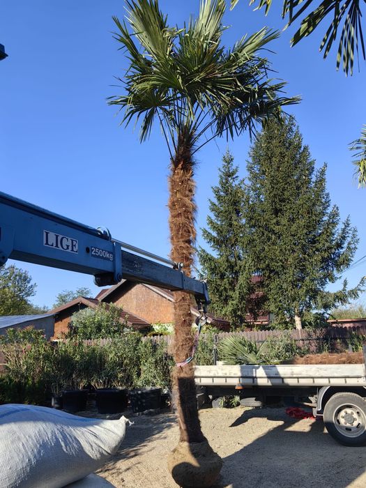 Palmieri diferite specii transport oriunde în țară