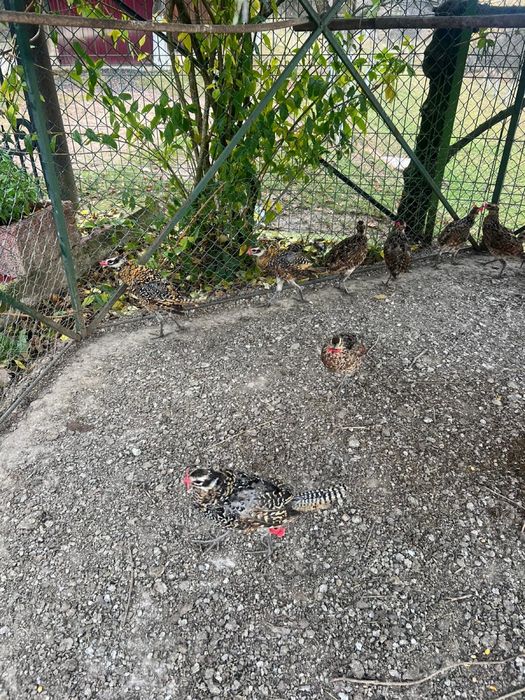 vand perechi de fazani regali