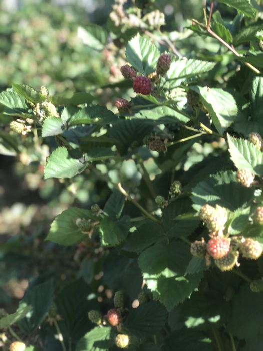 Butasi mure  de soi mare si productiv iunie-nov