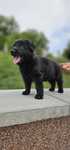 Ciobanesc german negru cu pedigree