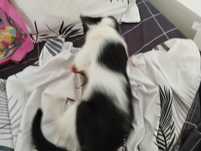 Pisica spre adopție
