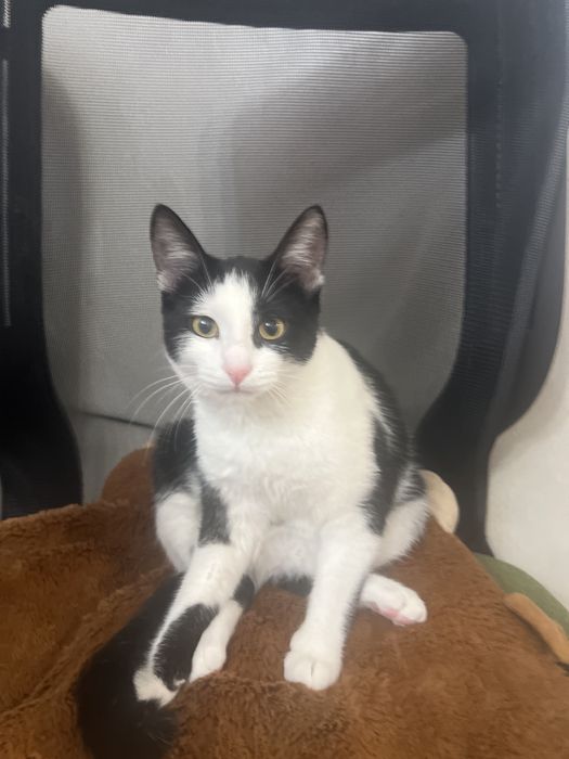 Donez pisic, varsta 5 luni