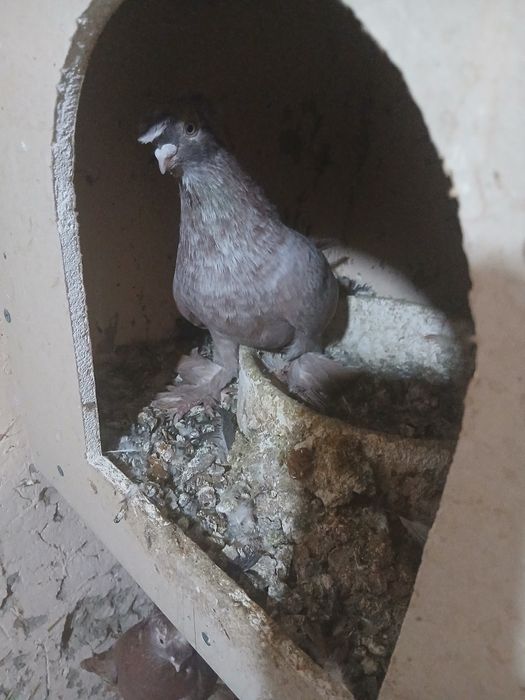 Кабутар сотилади нархини келишамиз