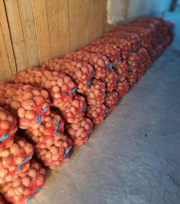 Cartofi rosu de vânzare