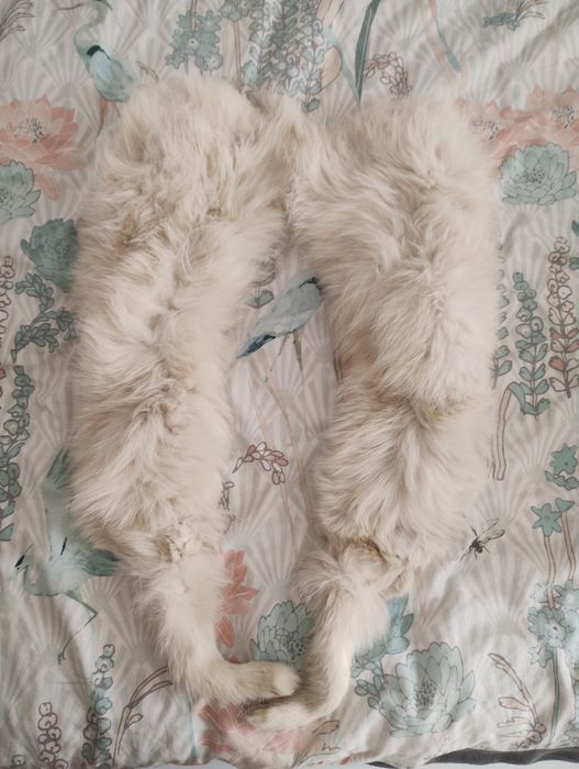 Guler blana de vulpe polară