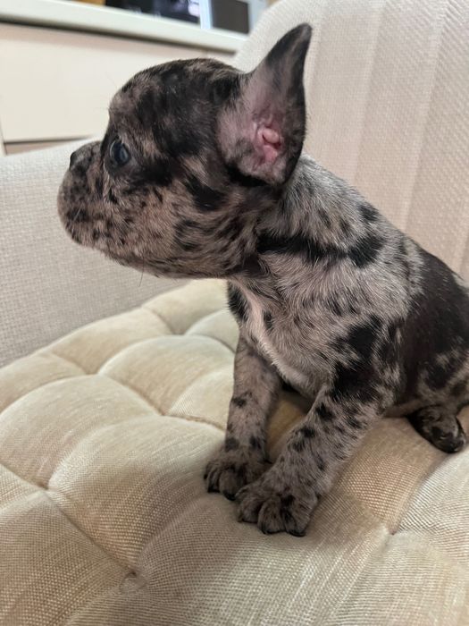 Bulldog francez merle baiat