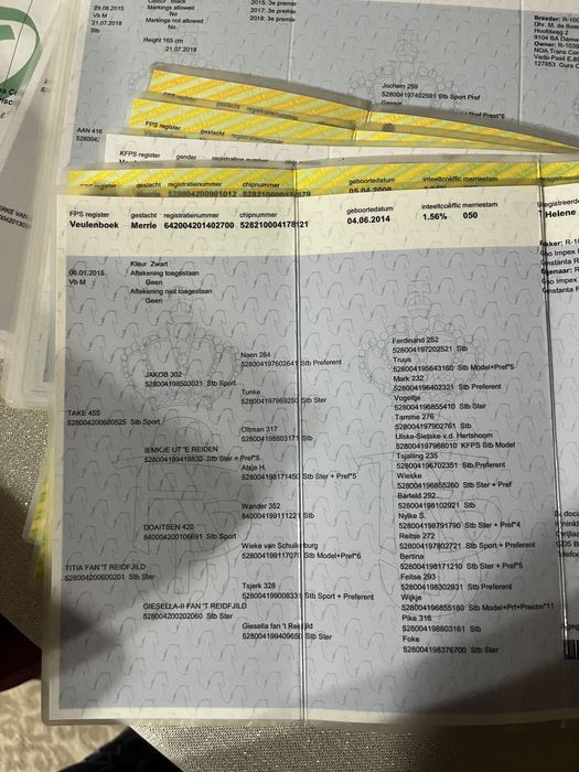 Iapa friesian de vanzare