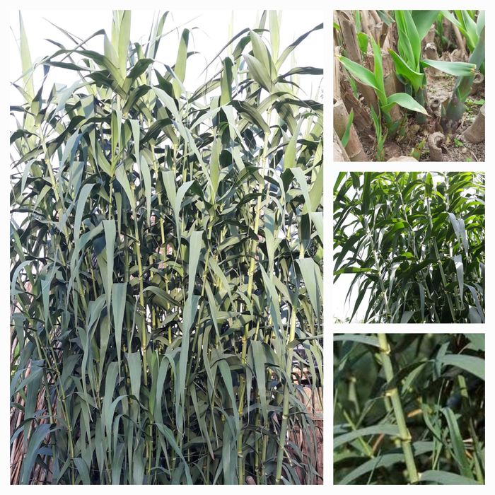 Rizomi de trestie uriașă Arundo donax