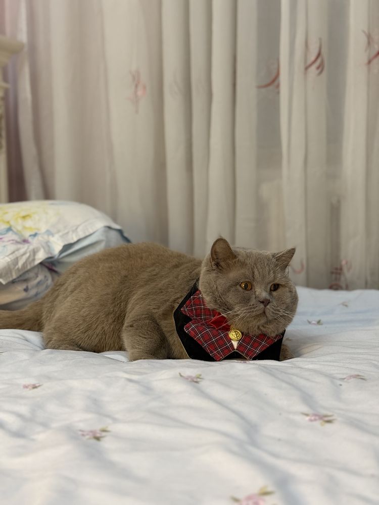 Вязка Британец кот