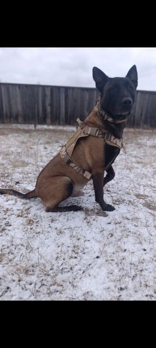 Щенки бельгийской овчарки