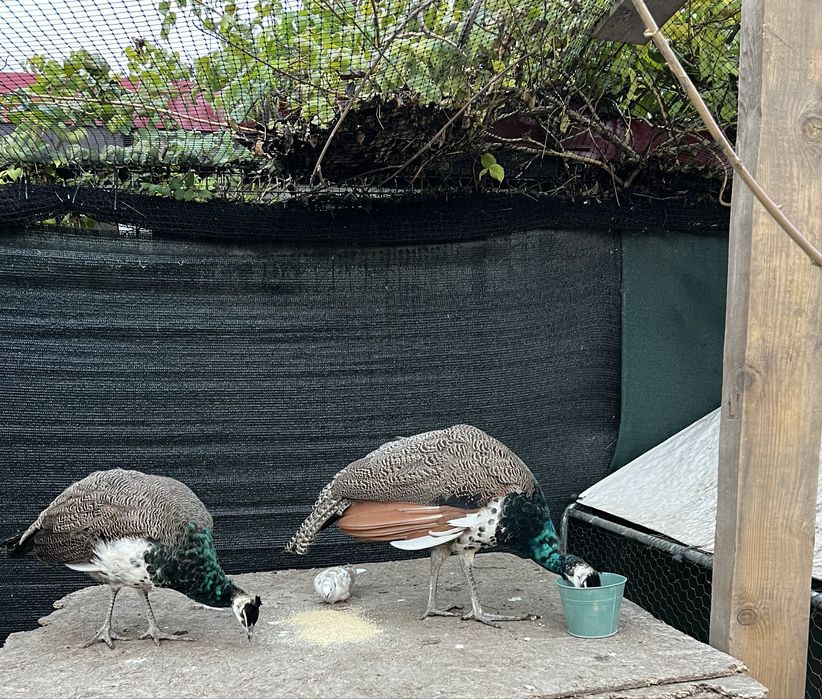 Mascul si femela , standard !