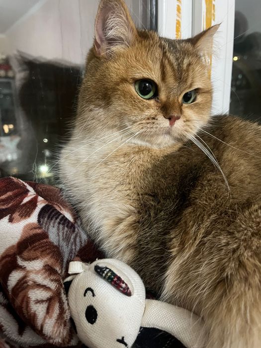 Чистокровная Шиншила