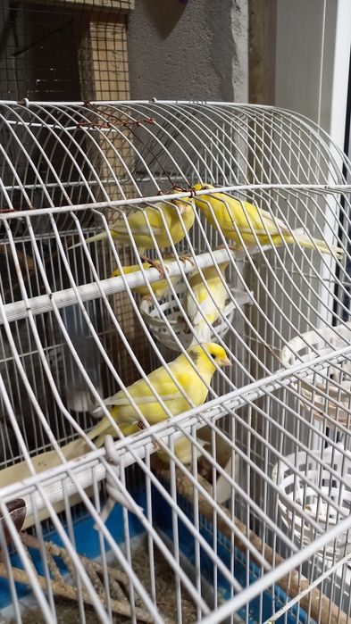 Canari Rolleri pe galben