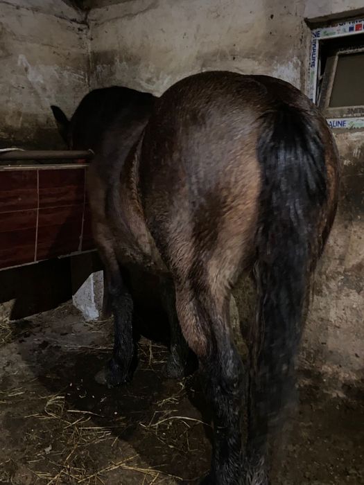 Vand manza ardeneza de un an jumate din parinti top