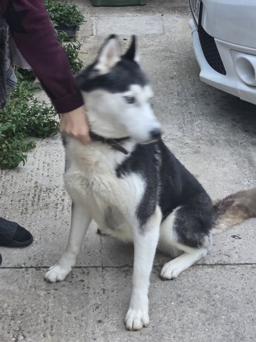 Donez câinii Husky siberian