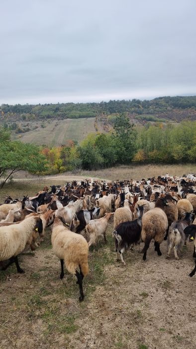 Vand caprea aproximativ 250 bucati cu iezi. 350 lei bucata