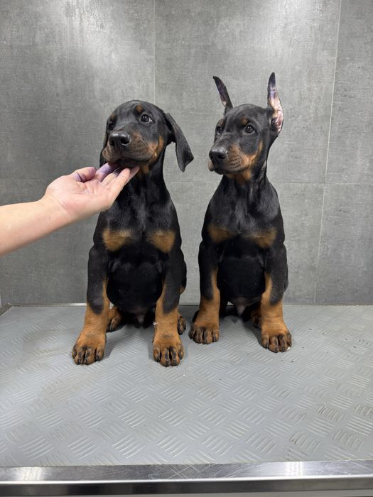 Щенки Добермана!!! Системы Фци Скк!!!