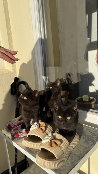 Котята чисто черные