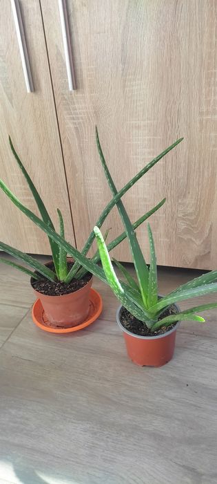 Алое Вера Лечебно и Шафлера