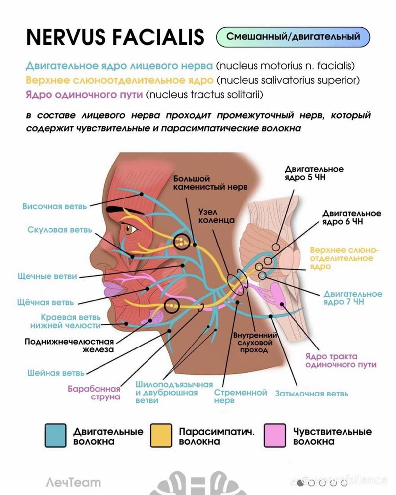 Вызов врача на дом, иглотерапия, хиджама, пиявки, после инсульта