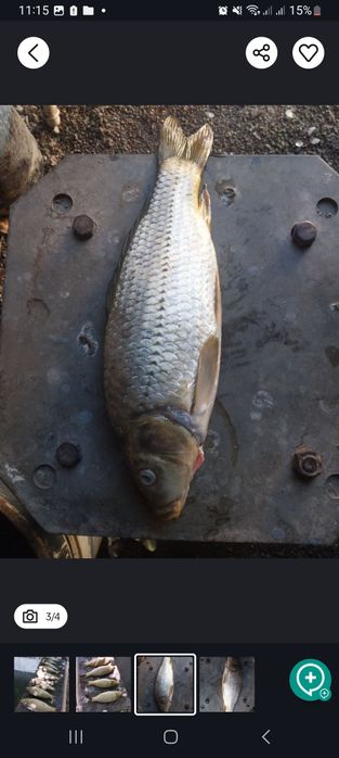 Срочна продается рыба сазан