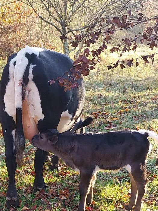 Vaca cu vițelusa de vânzare.