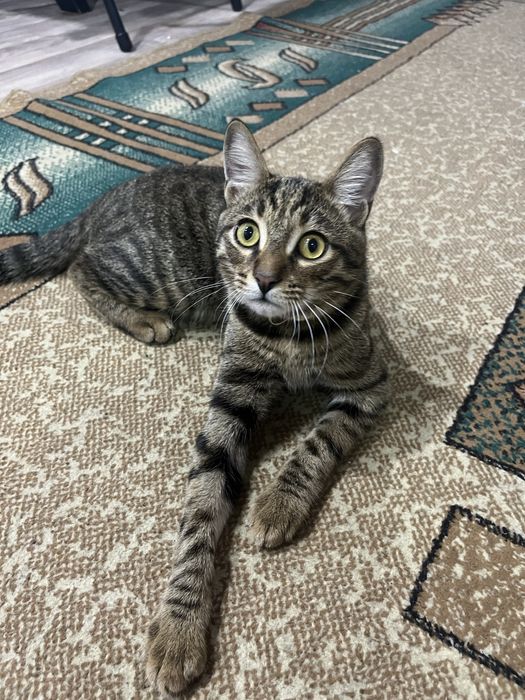 Отдадим котика породистого