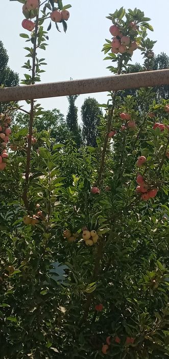 Опытний садовник богбон