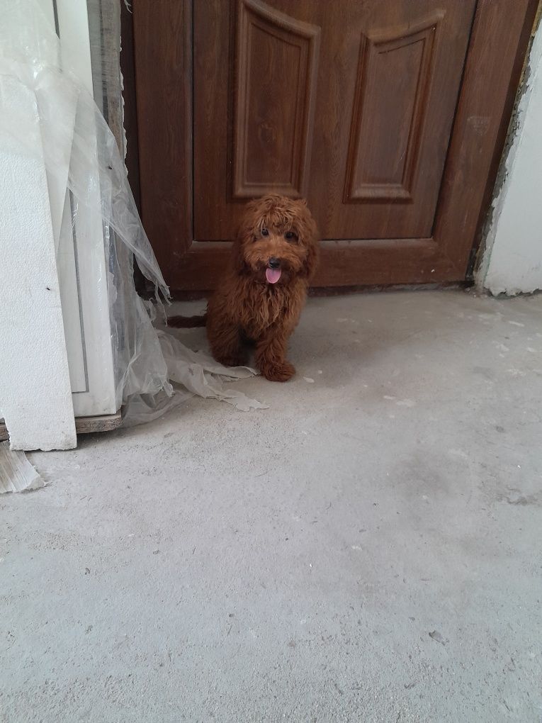 Red-Apricot Toy Pudel