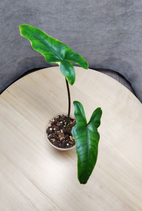 Алоказия ( комнатное растение)