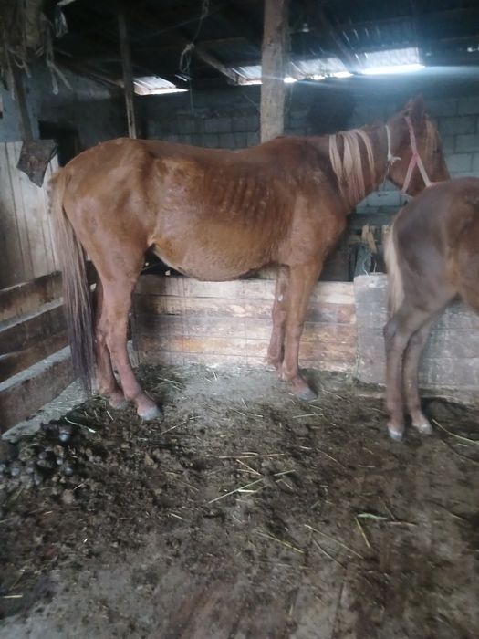 Кобыла с жеребенком