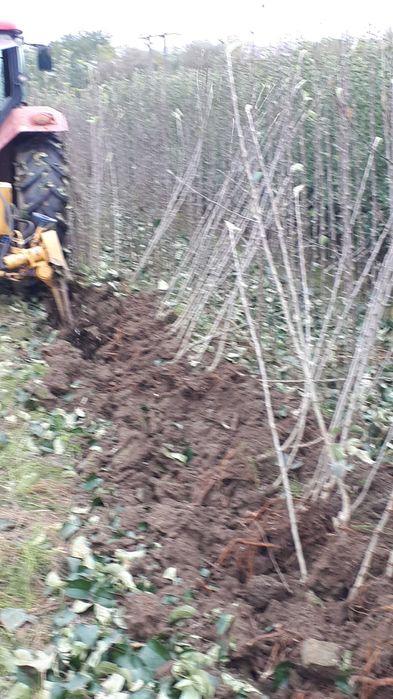 Vând pomi fructiferi