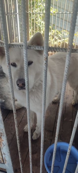 Ищем старых или новых более ответственых хозяев