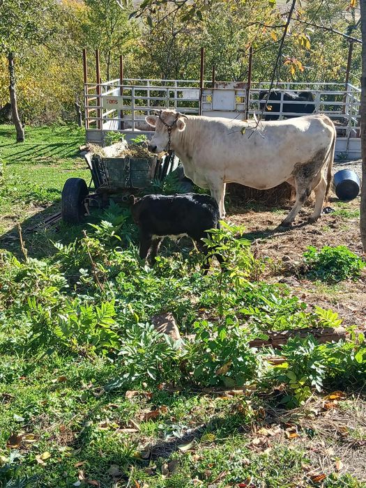 Vând vaca cu vitel belgian