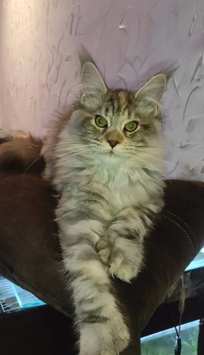 Мейн кун полидакт.